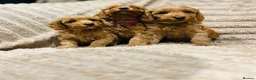 Cavapoo dogs for sale: Adorable red cavapoos!  - Advert 31