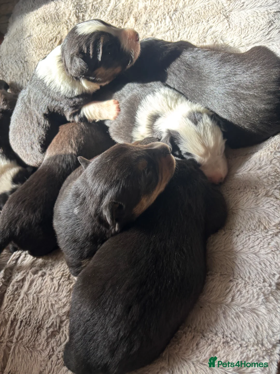 Mixed Breed dogs for sale: Beautiful Huntaway X Collie Pups  - Advert 12