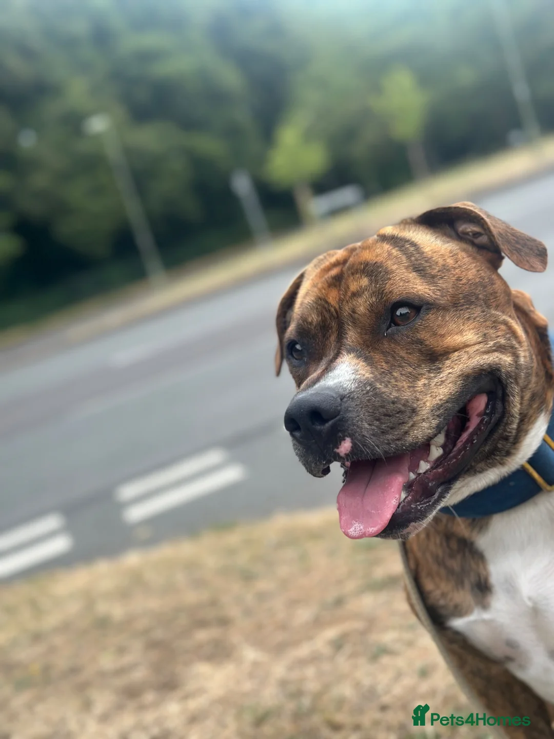 Staffordshire Bull Terrier dogs for stud: 2 Year old Male Staffordshire bull terrier stud - Advert 2