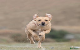 Labrador Retriever dogs for sale: Chunky KC Registered Labrador puppies - Image 17