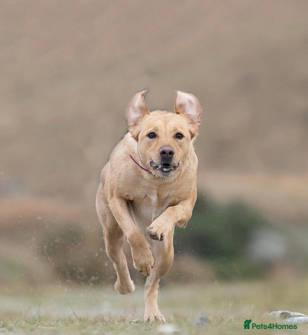 Labrador Retriever dogs for sale: Chunky KC Registered Labrador puppies - Image 17