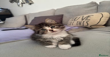 British Shorthair cats - Advert 3