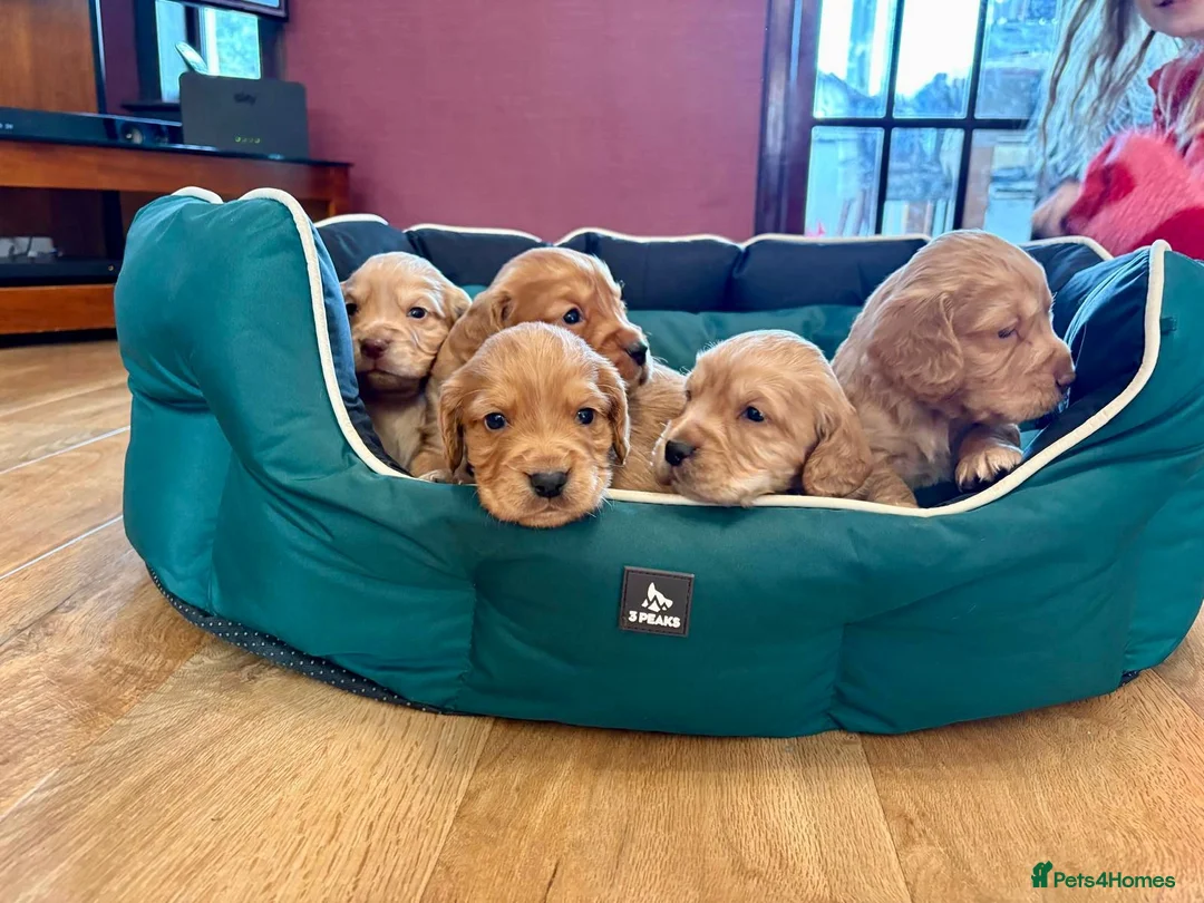 Cocker Spaniel dogs for sale: KC Registered Working Cocker Spaniel Puppies  - Advert 1