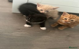 Mixed Breed cats for sale: 3 beautiful kittens for sale  - Image 7