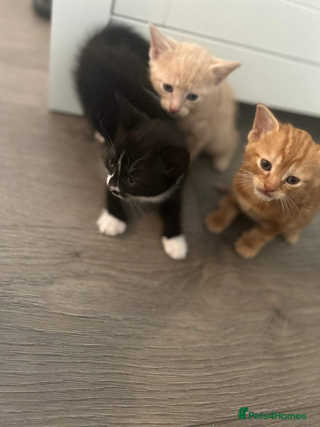 Mixed Breed cats for sale: 3 beautiful kittens for sale  - Image 7