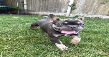 French Bulldog dogs - Advert 5