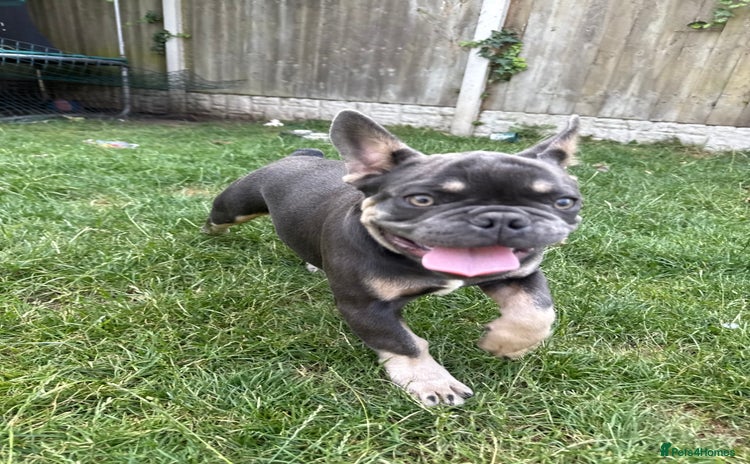 French Bulldog dogs - Advert 3