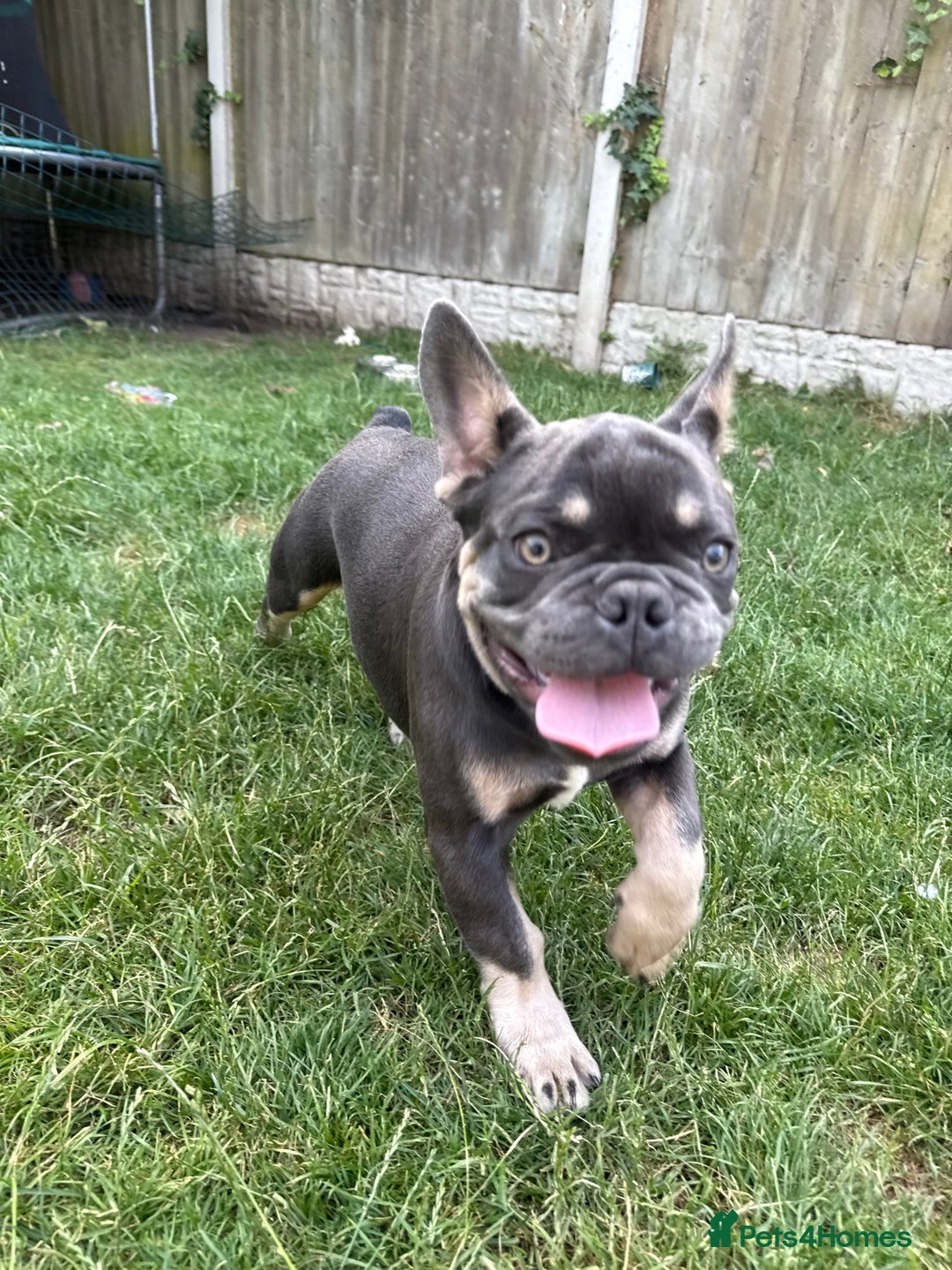French Bulldog dogs for sale: French Bulldog male looking for his forever home  - Image 3