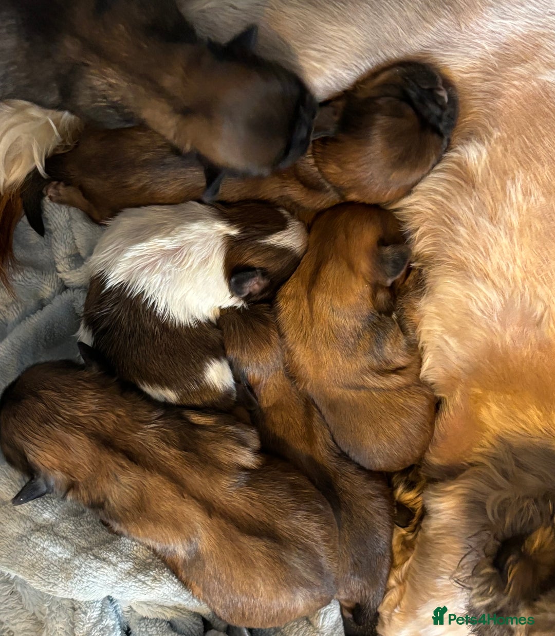 Shih Tzu dogs for sale: Imperial shihtzu - Image 8