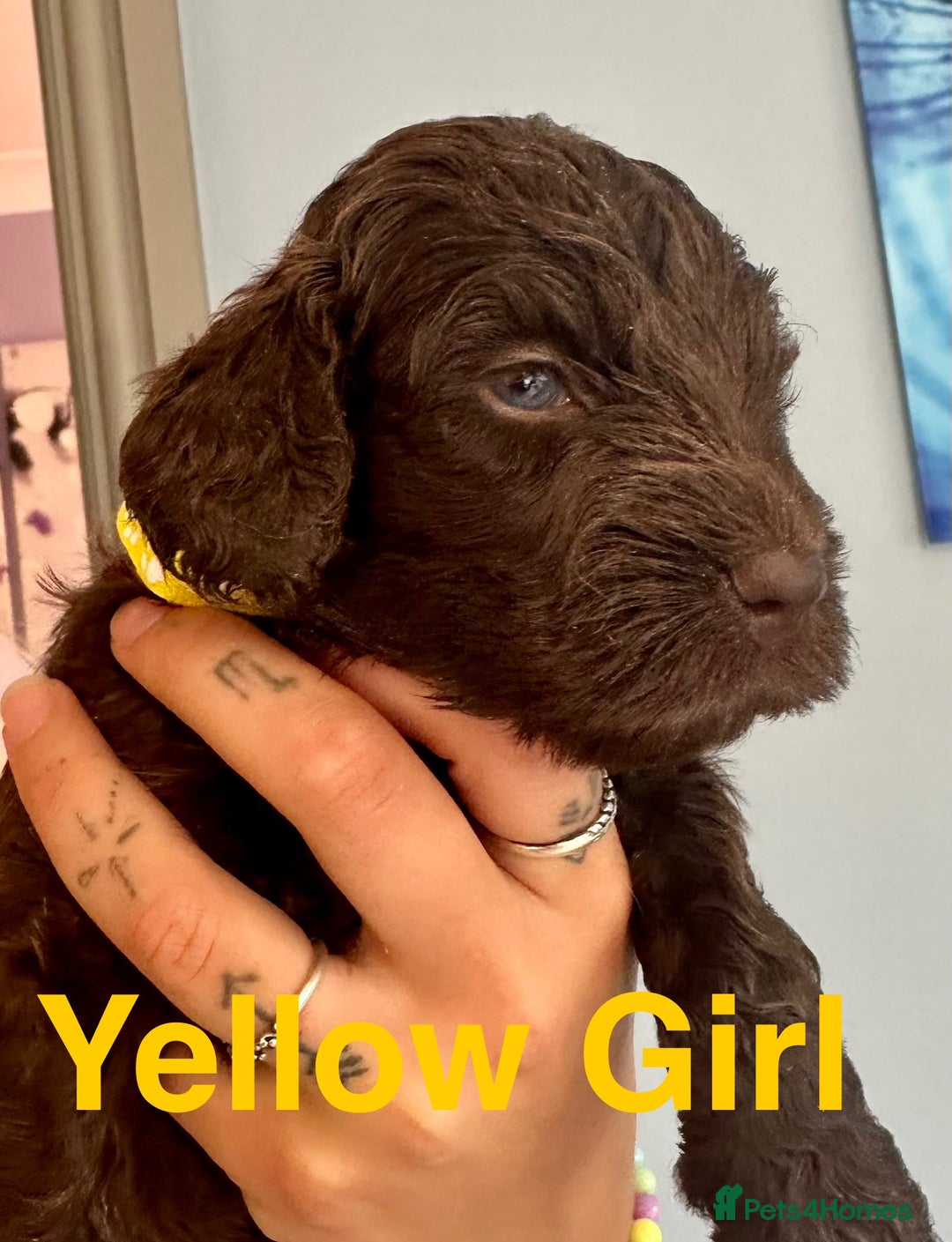 Cockapoo dogs for sale: Beautiful Teddy Bear F1 Cockapoo Merle puppies - Image 11