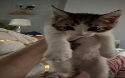 Mixed Breed cats for sale: Kittens  - Image 5