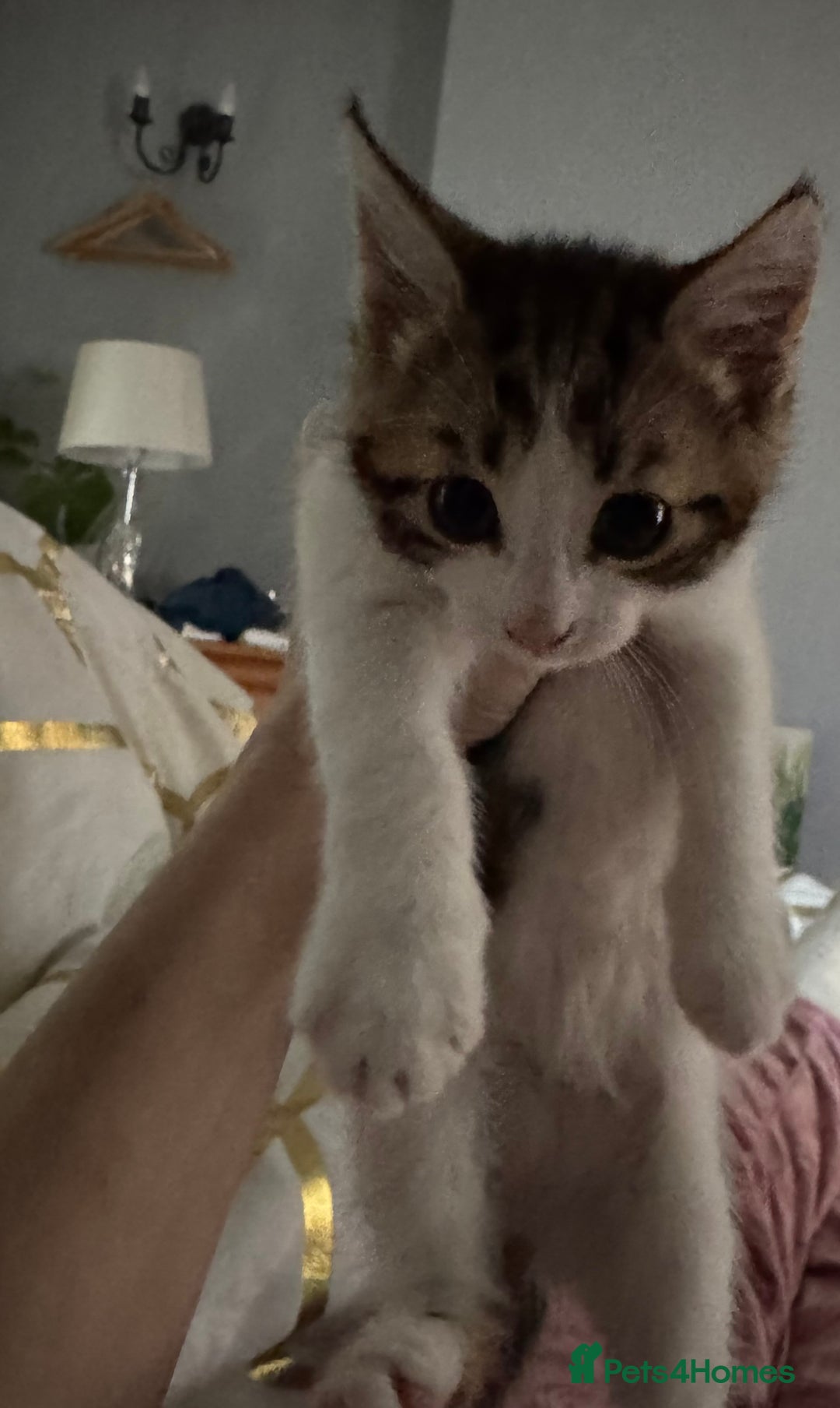 Mixed Breed cats for sale: Kittens  - Image 5