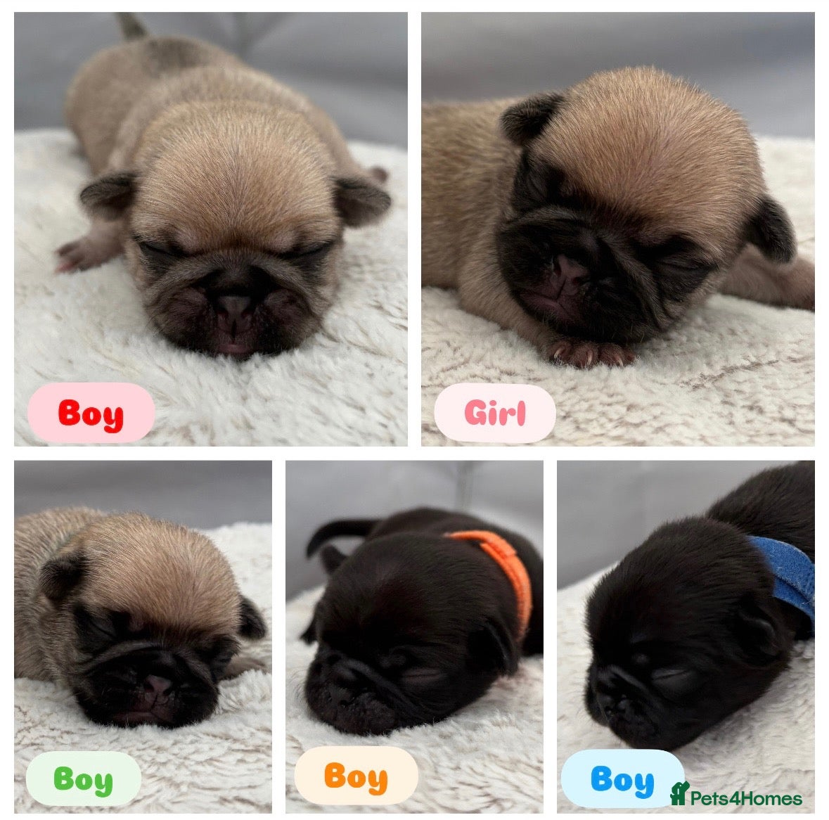 Pug dogs Beautiful Purebred Pug Pups (Parents can be seen) - Advert 11