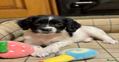 English Springer Spaniel dogs KC Springer Spaniel  - Advert 14