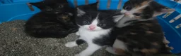 Mixed Breed cats for sale: Lovely 3 kittens 😸 ♥️ 2girls 1boy  - Advert 18