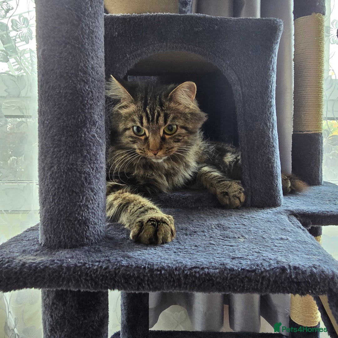 British Longhair cats for sale: Catty - Advert 1