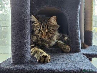 British Longhair cats Catty - Advert 2