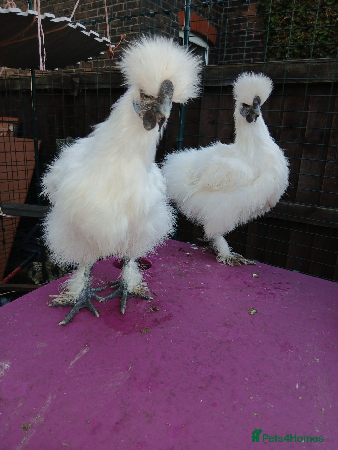 Chickens poultry for sale: Beautiful white silkie chicks  - Image 7