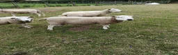 Sheep livestock for sale: Tups for Sale  in Hornsea - Advert 3