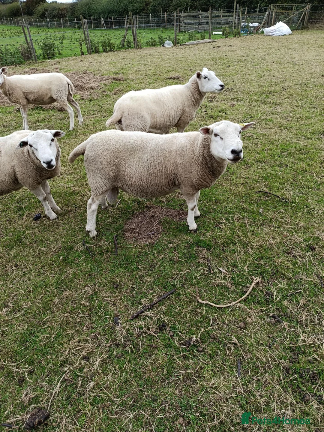 Sheep livestock for sale: Tups for Sale  in Hornsea - Advert 3
