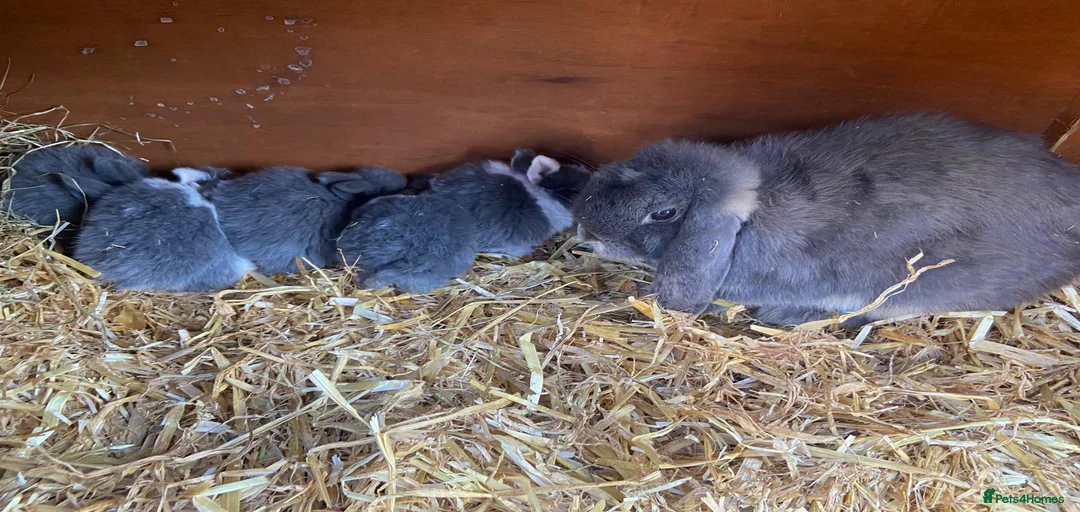 Gallery Image {{count}}