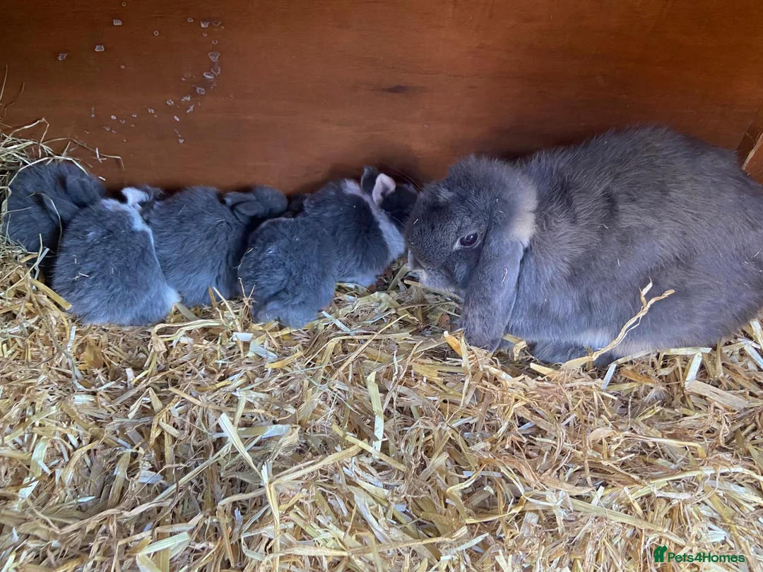 Gallery Image {{count}}