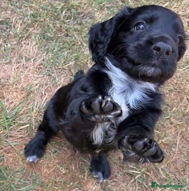 Cocker Spaniel dogs Well bred health tested working cocker pup - Advert 12