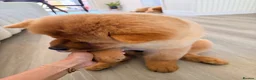 Chow Chow dogs for sale: Beautiful and exquisite female pup - PLEASE READ  - Advert 2