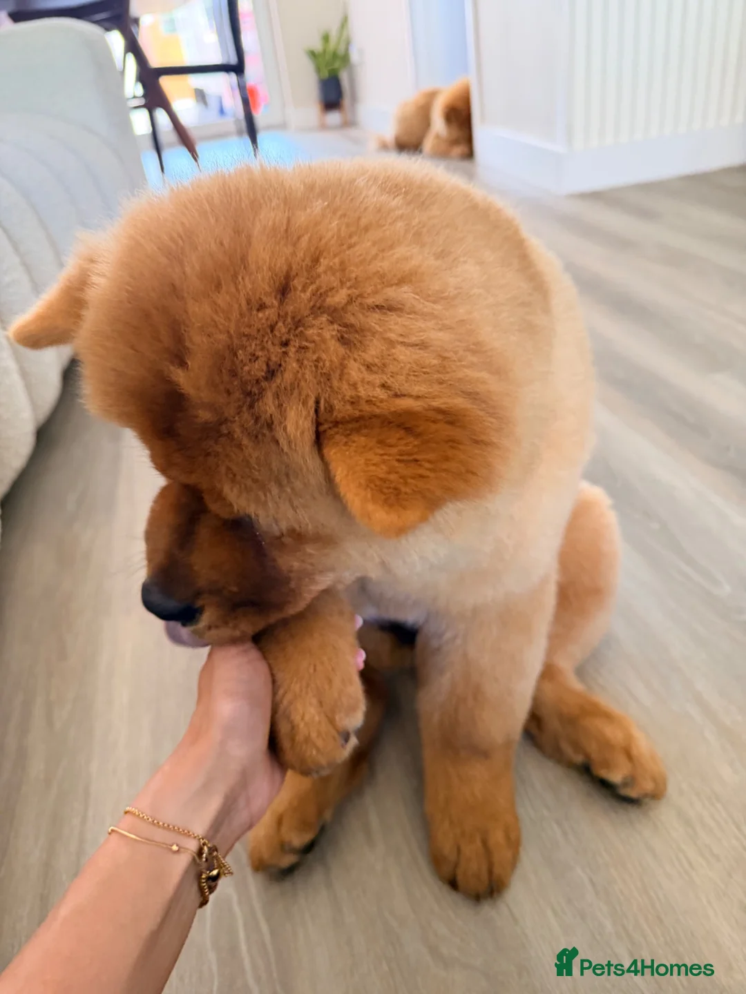 Chow Chow dogs for sale: Beautiful and exquisite female pup - PLEASE READ  - Advert 2