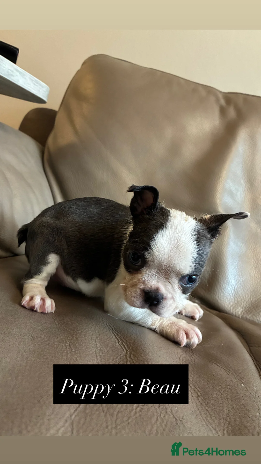 Boston Terrier dogs for sale: ✨Beautiful Boston Terrier Puppies✨ - Advert 2
