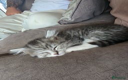 British Shorthair cats for sale: British short hair x - Image 1