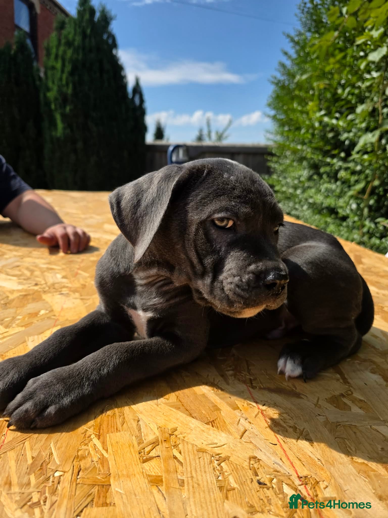 Cane Corso dogs Now ready to leave!🥰 - Advert 2