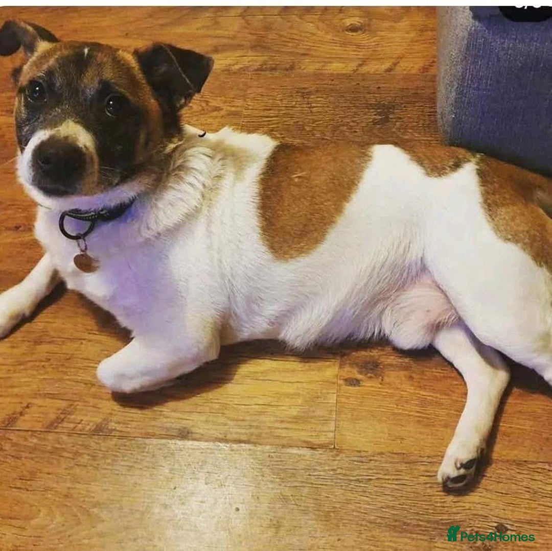 Mixed Breed dogs for adoption: Herbie and Bronn - Advert 1