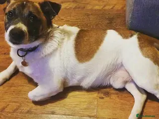 Mixed Breed dogs Herbie and Bronn - Advert 16