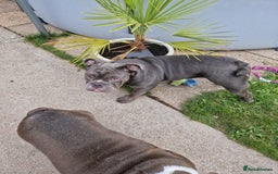 Mixed Breed dogs for sale: 7 month old QUALITY ENGLISH BULLDOG - Image 2