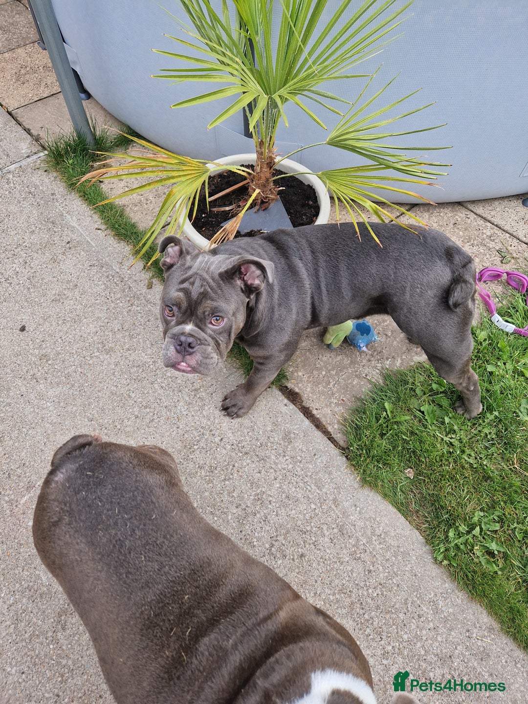 Mixed Breed dogs for sale: 7 month old QUALITY ENGLISH BULLDOG - Image 2