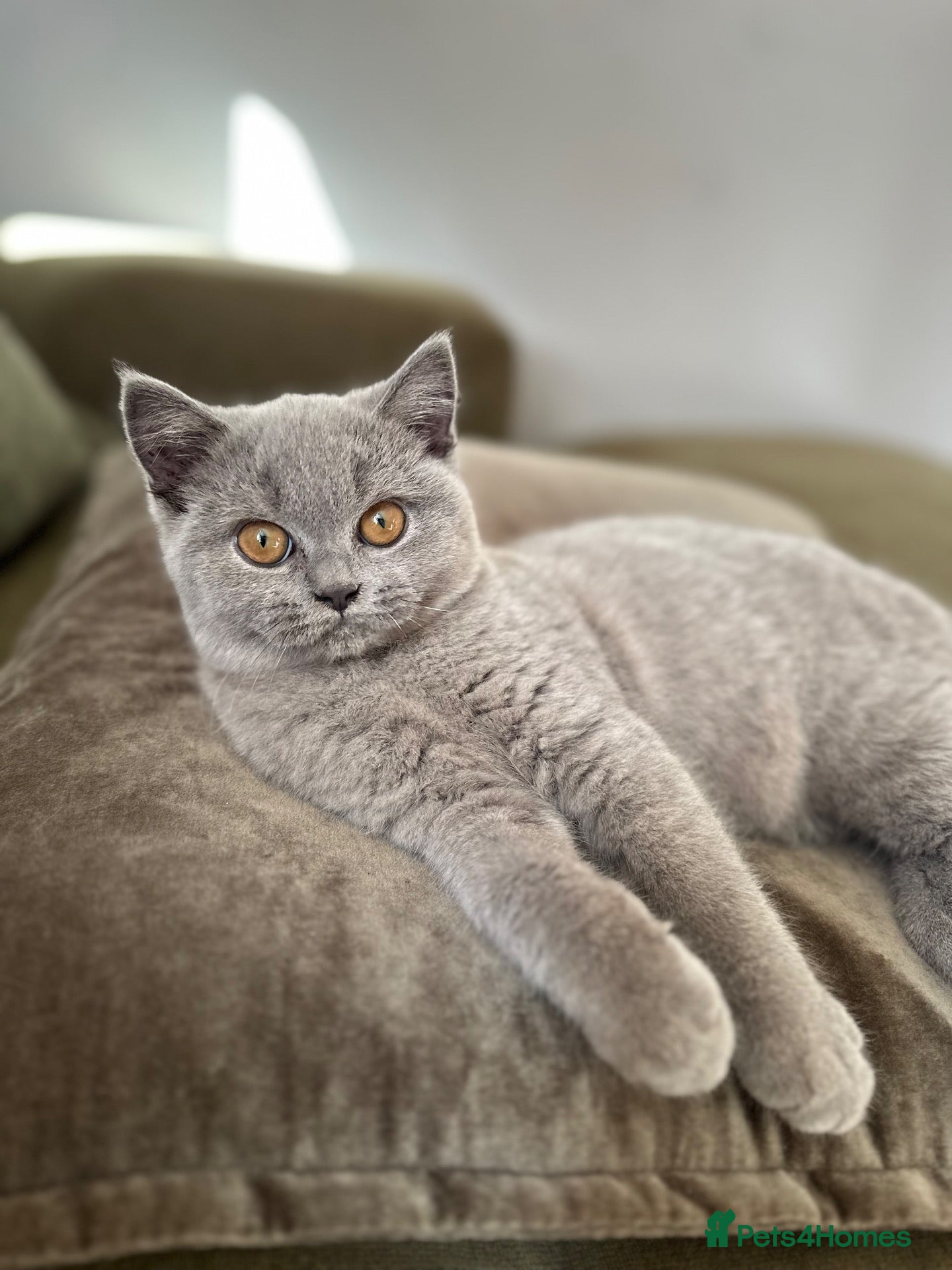 British Shorthair cats GCCF Registered British Shorthair Kittens  - Advert 1