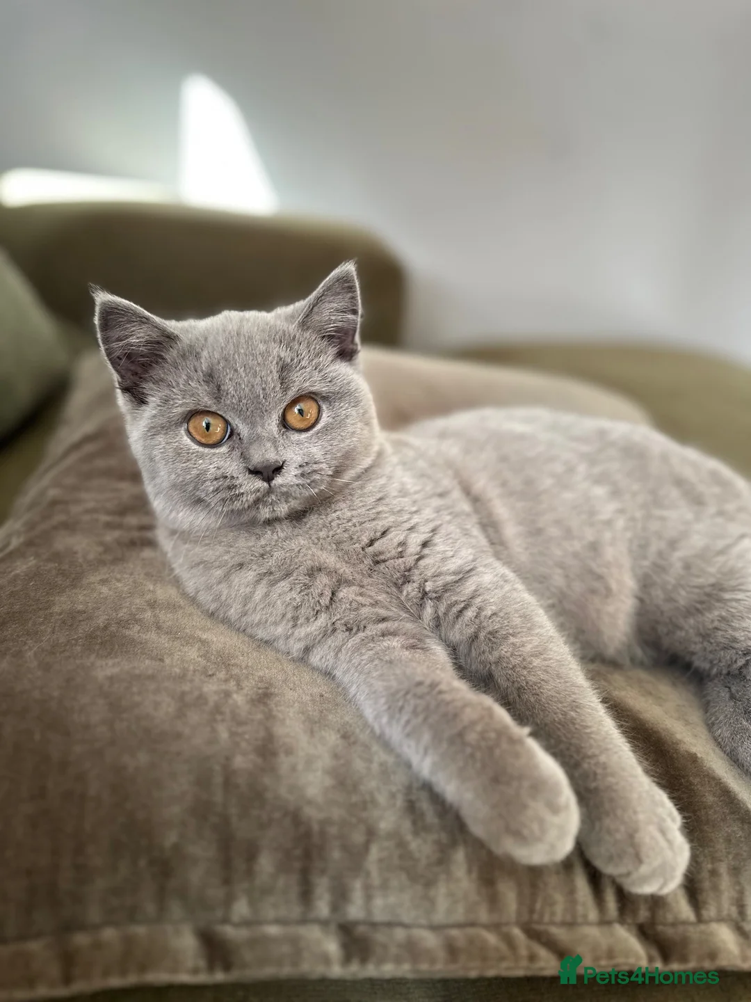 British Shorthair cats for sale: GCCF Registered British Shorthair Kittens  - Advert 1