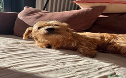 Norfolk Terrier dogs for sale: Norfolk Terrier Puppies  - Image 6