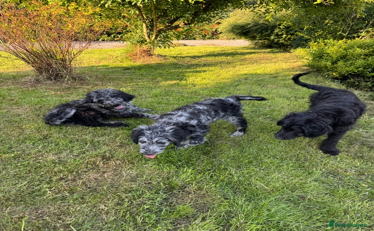 Goldendoodle dogs in Llandeilo - Advert 1