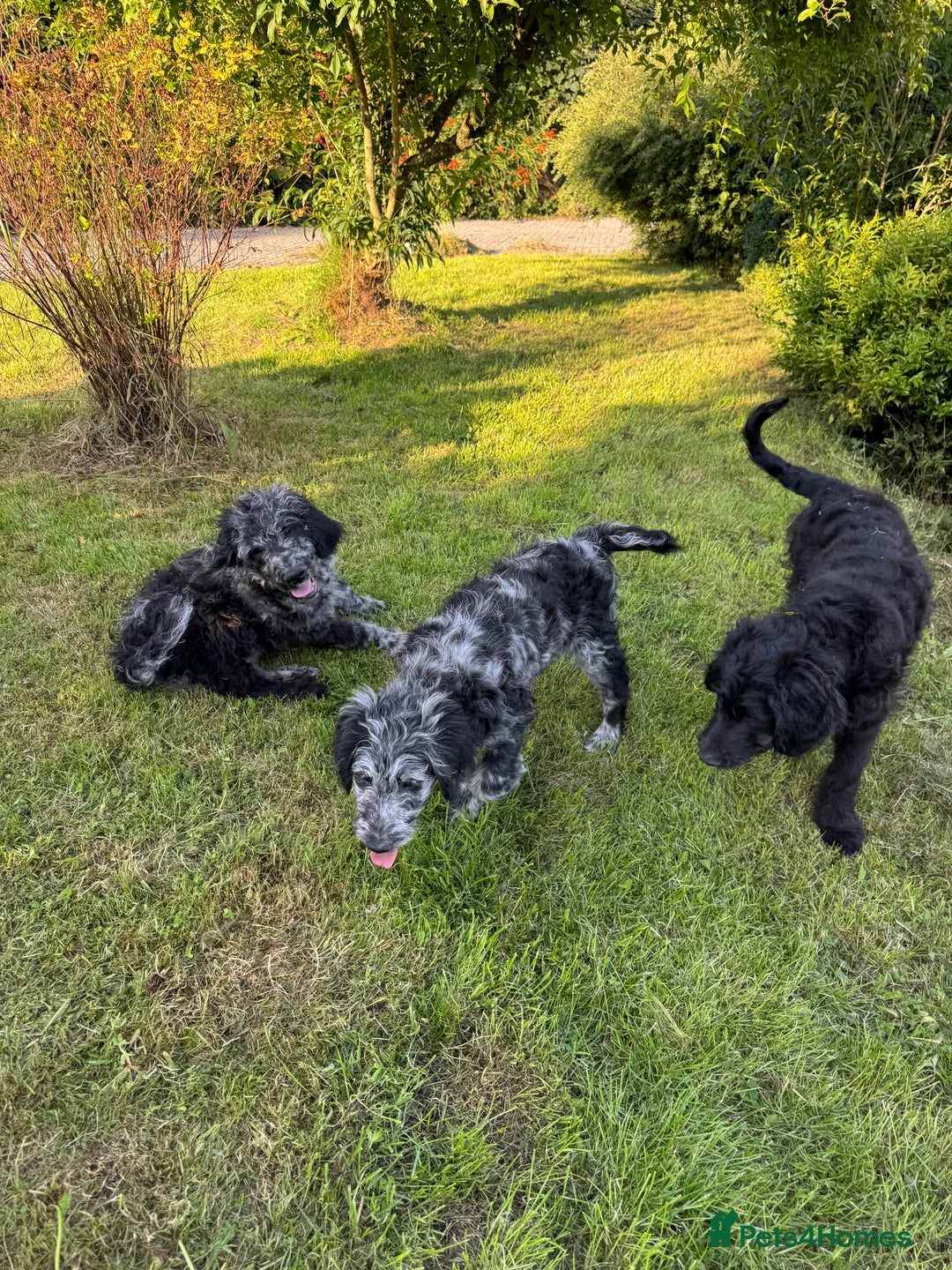 Goldendoodle dogs for sale:  F1b golden doodle puppies ready to go.  in Llandeilo - Image 1