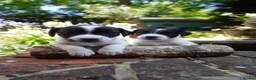 Jack Russell dogs for sale: Miniature Jack Russell Puppies  in Windlesham - Advert 1