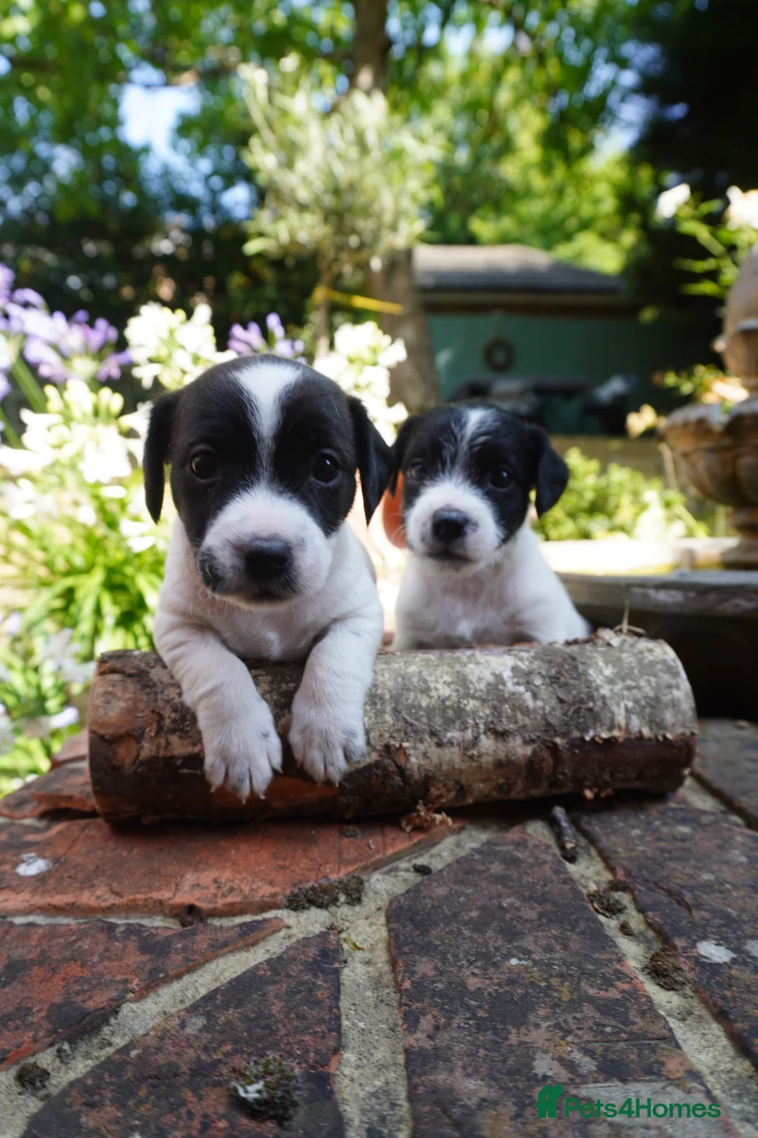 Jack Russell dogs for sale: Miniature Jack Russell Puppies  in Windlesham - Advert 1