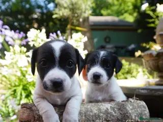 Jack Russell dogs Jack Russell Puppies - Advert 1