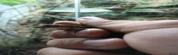 Anole reptiles for sale: Young Sabanus anoles (anolis sabanus) - Advert 4