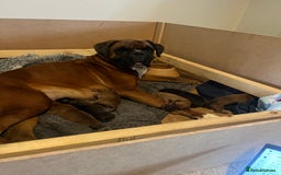 Mixed Breed dogs for sale: Boxsla (Boxer/Vizsla)  - Image 21