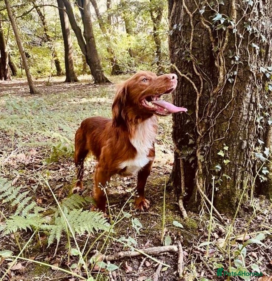 Cocker Spaniel dogs for stud: Handsome working cocker spaniel for stud!! - Advert 7
