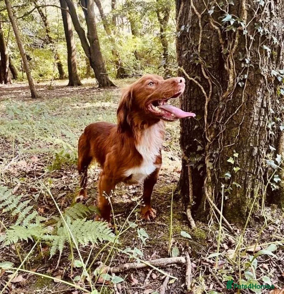 Cocker Spaniel dogs for stud: Handsome working cocker spaniel for stud!! - Advert 7