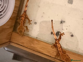 Gecko reptiles Baby crested geckos - Advert 1