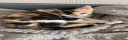 Mixed Breed cats for sale: Beautiful CALICO KITTEN AVAILABLE IMMEDIATELY  - Advert 2